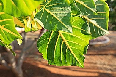 第一人称心理恐怖游戏《Echoes of Dread》Steam页面上线 支持中文